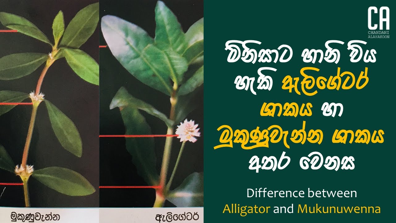 ඇලිගේටර් ශාකය හා මුකුණුවැන්න ශාකය අතර වෙනස | Difference between Alligator and Mukunuwenna
