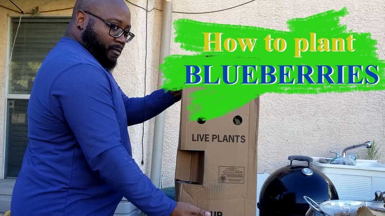 How to grow blueberries FULL (peach sorbet)