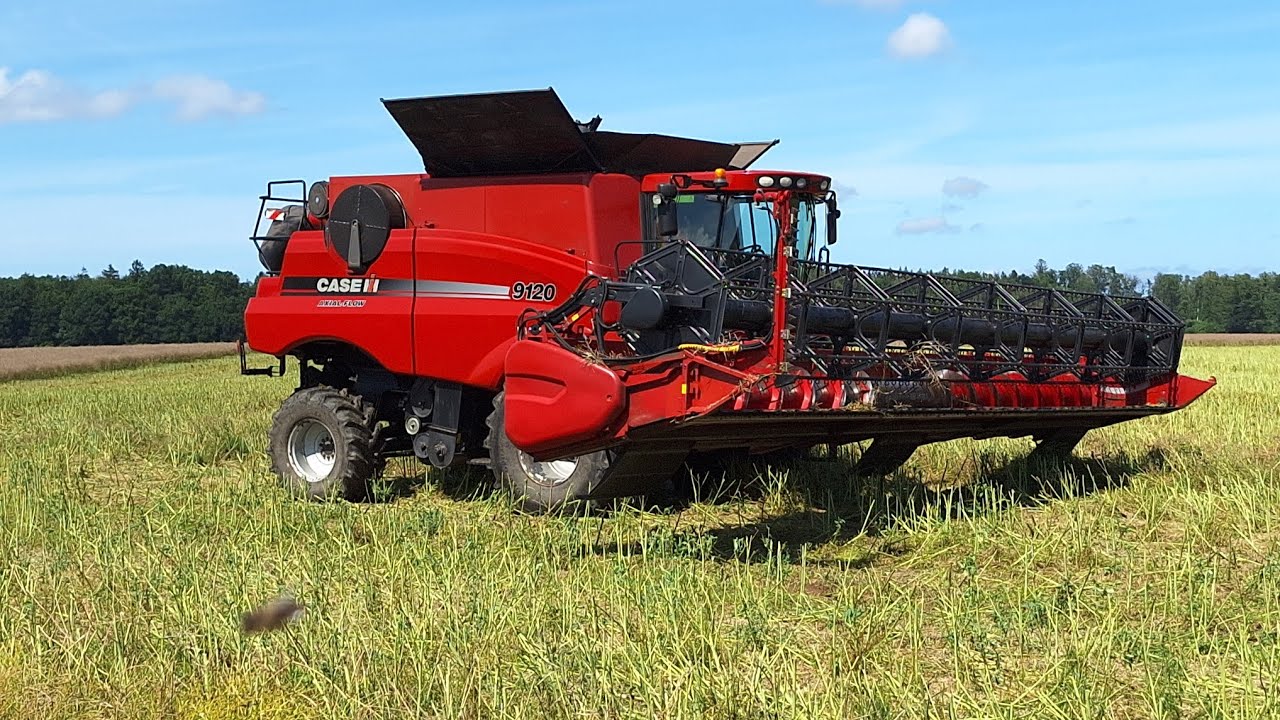 Żniwa 2024 rzepak (cz.1) 2x Case IH 9120 axial-flow/Fendt Vario 936