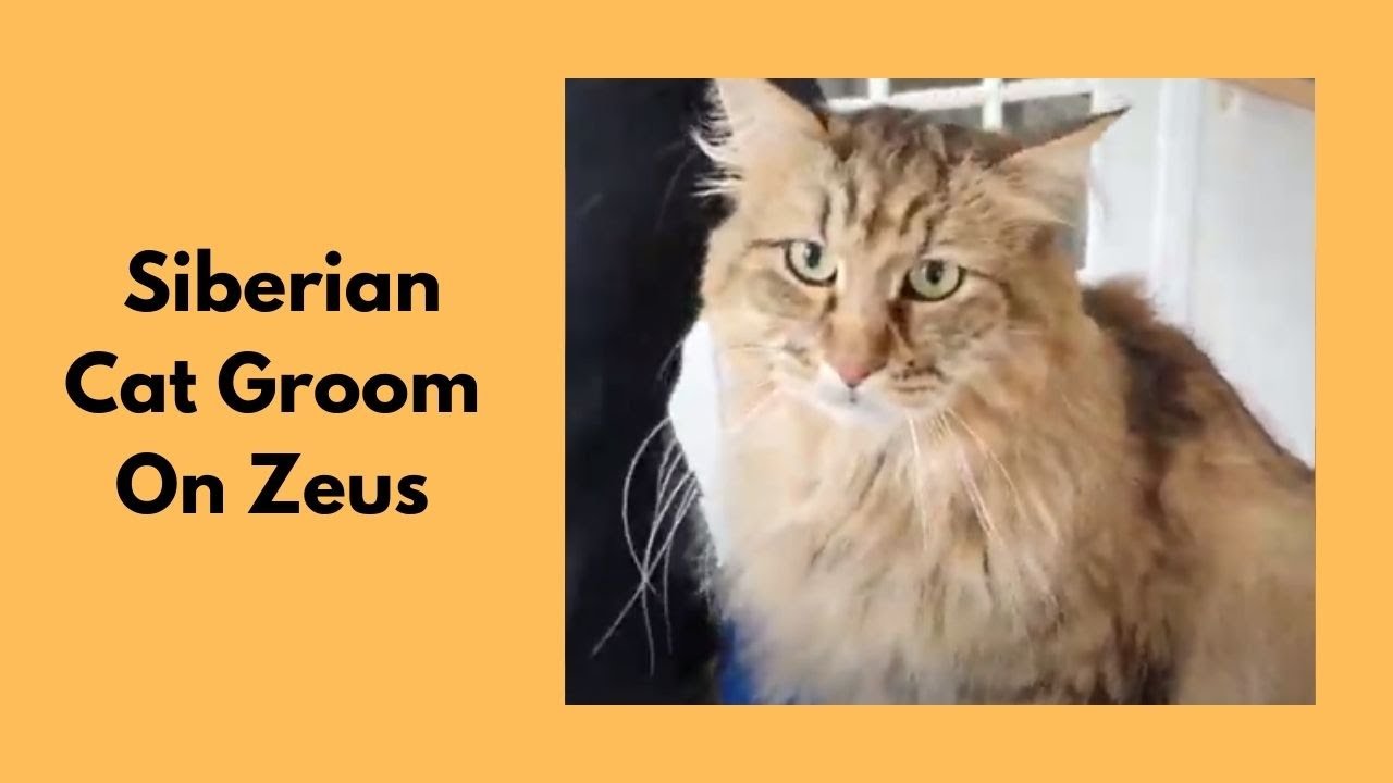 Siberian Forest Cat Groom - Belly & Bum Clip