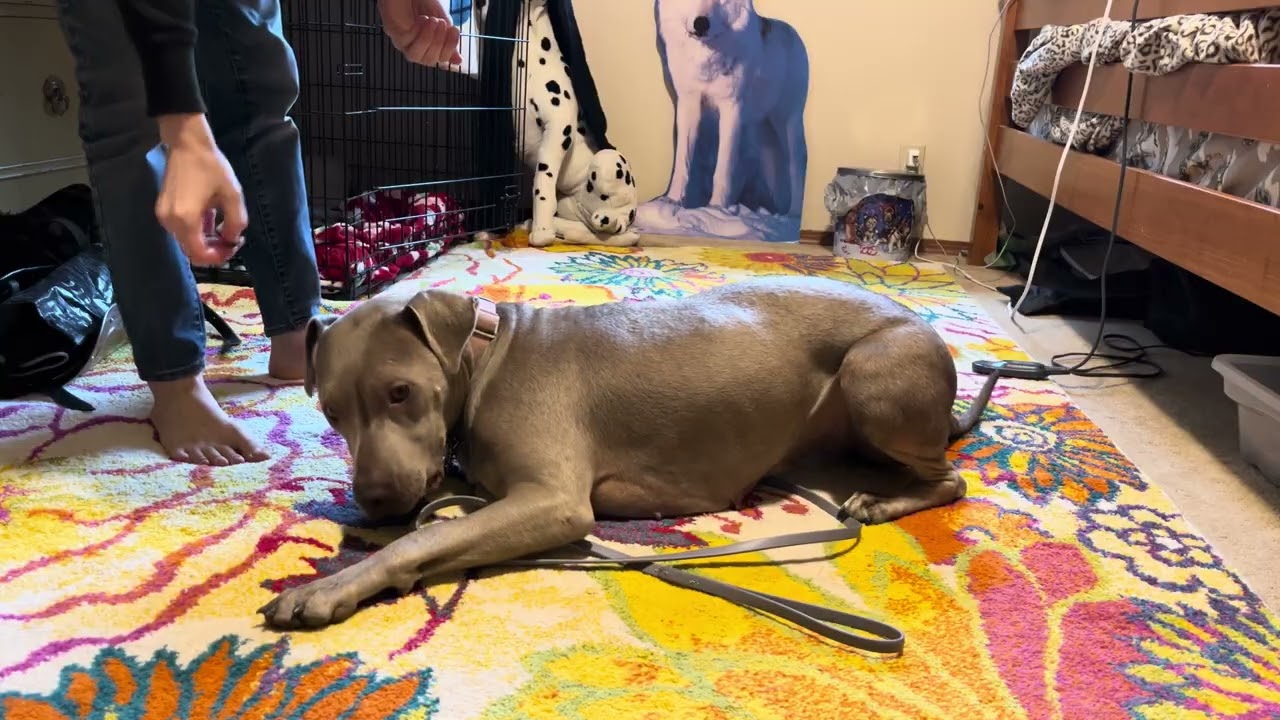 Foster Dog Meets My Other Pets! + First Walk & Real-Life Training (Day 3)