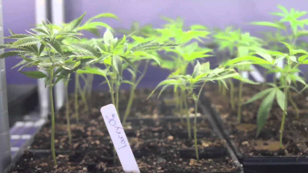 High Times 2015 San Francisco Cannabis Cup