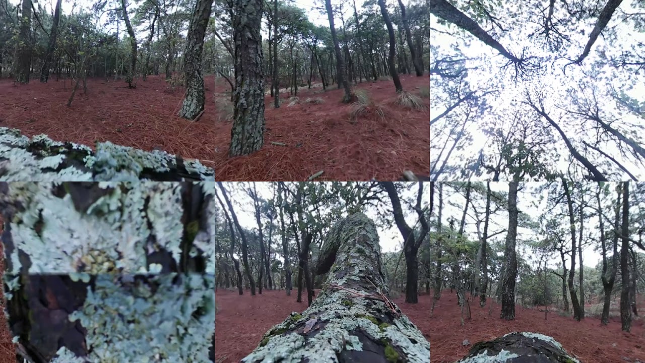Bosque La Primavera 360&ordm;
