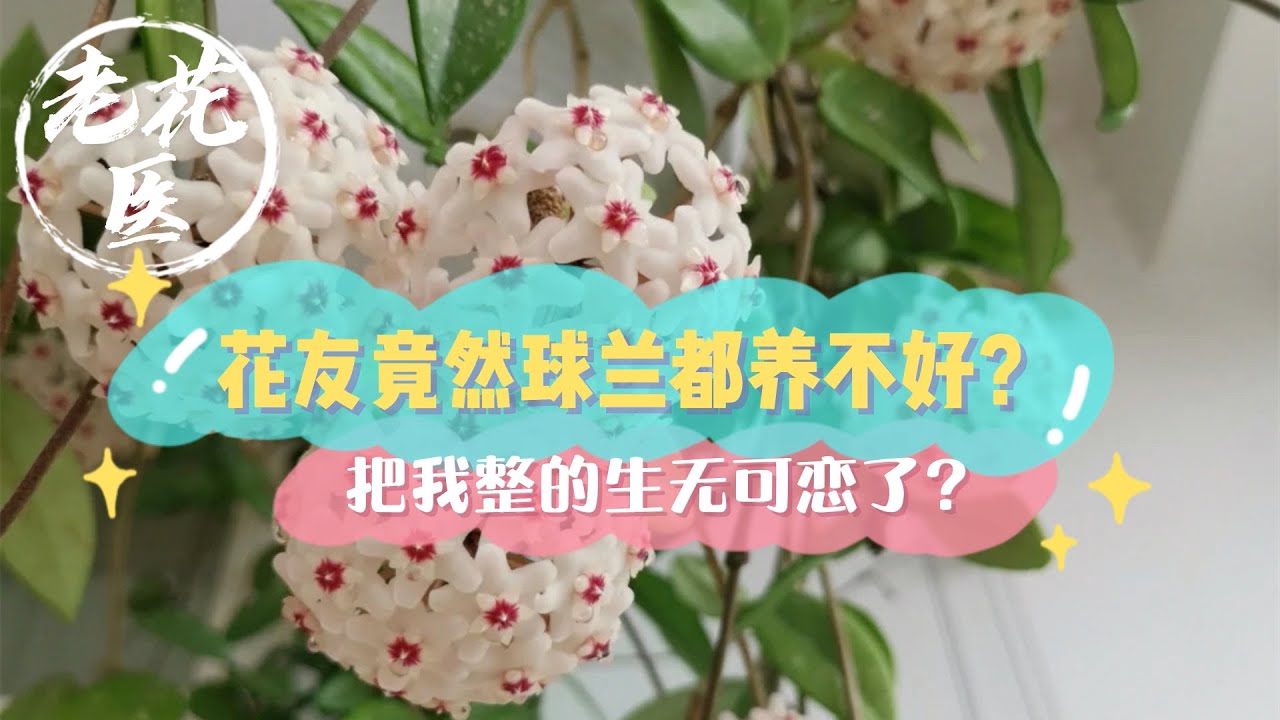 【寄养球兰】花友竟然球兰都养不好？把我整的生无可恋了？到底养成什么样了？ Rescue Weeping Ball blue.