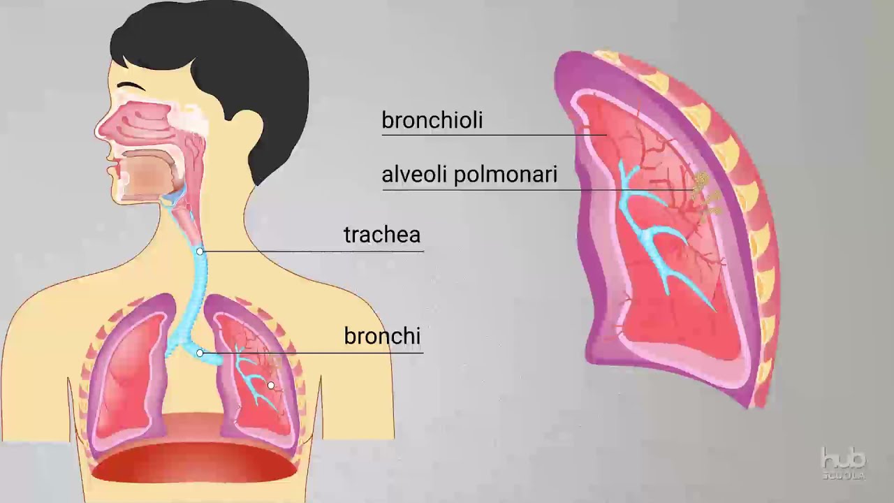 L'apparato respiratorio
