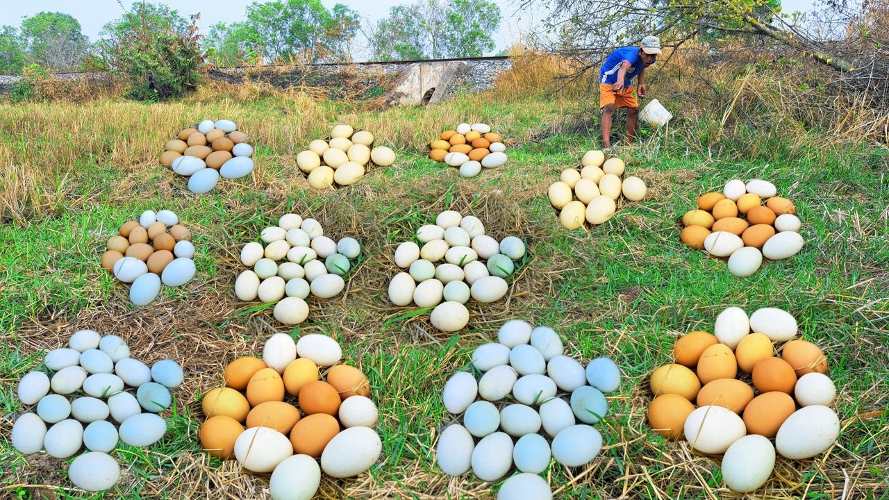 Harvest a lot of duck egg on the straw at rice field by hand a female farmerEggs & Snails
