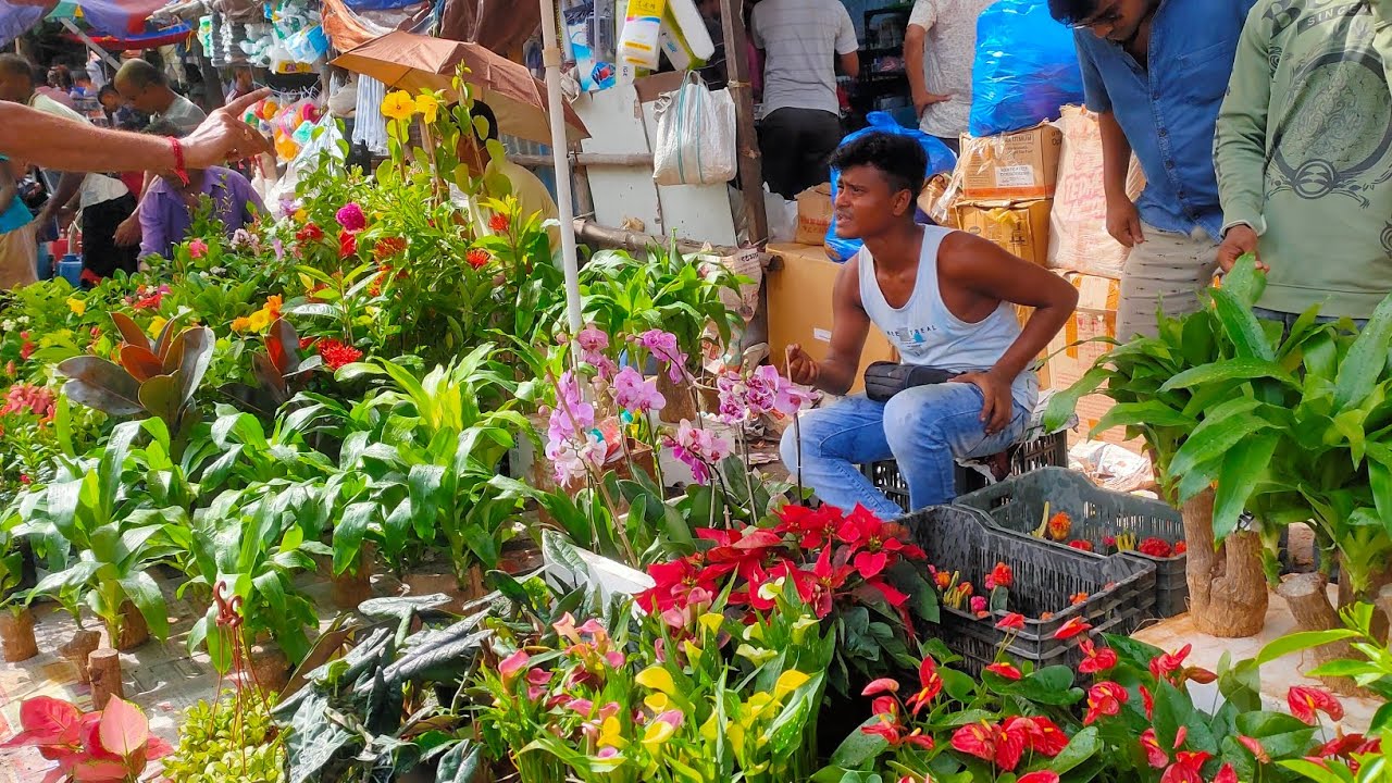 New New Plants Collection at Galiff Street Plant Market with Price | Kolkata West Bengal