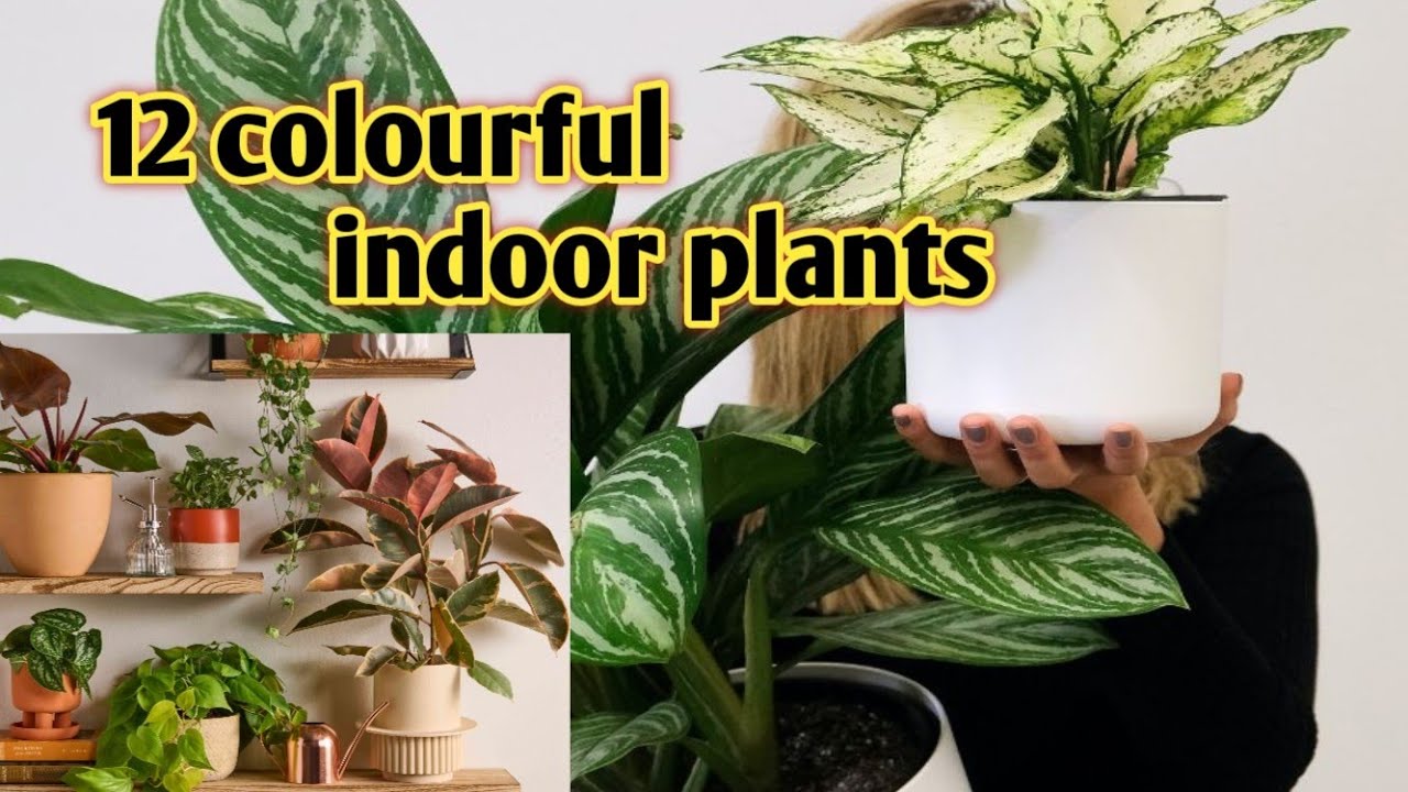 12 beautiful colourful indoor plants name 
