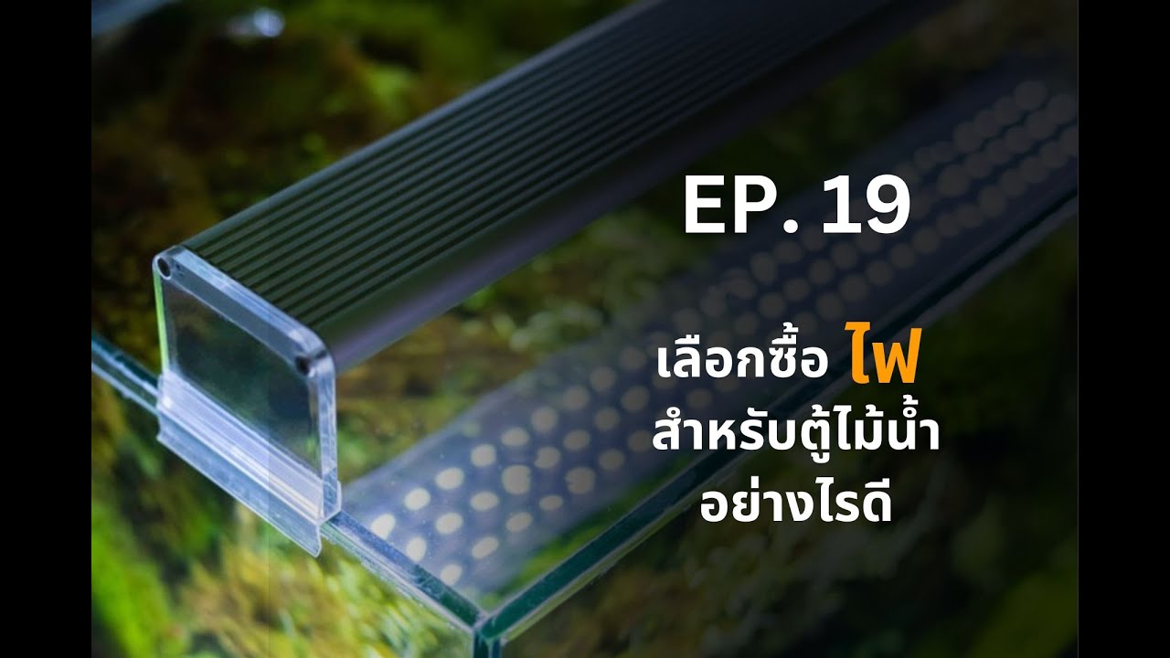 UREKA AQUARIUM EP.19 เลือกซื้อไฟสำหรับตู้ไม้น้ำอย่างไรดี