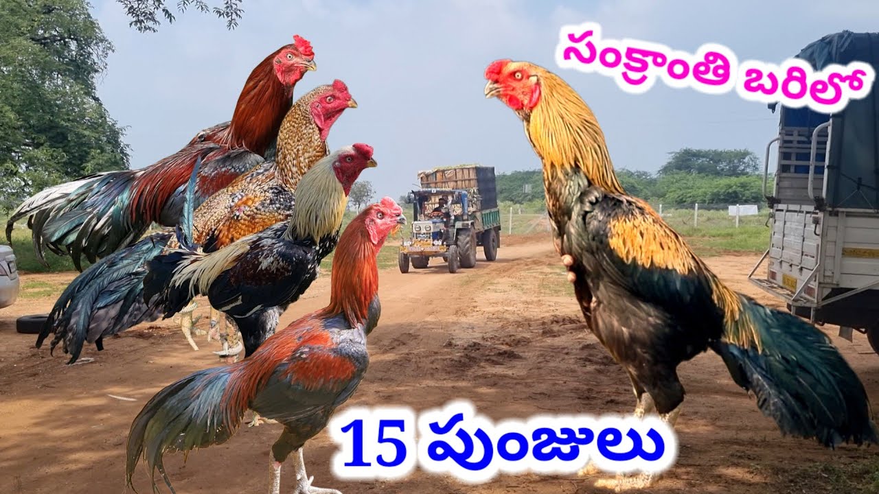 సంక్రాంతి బరిలో 15పుంజులు 80963 86801 Aseel murga Transport available