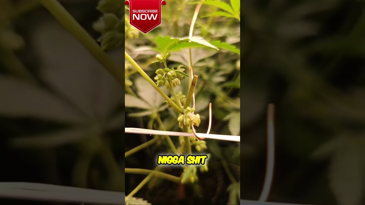 How to Maximize Pollination for Frosty Marijuana Buds