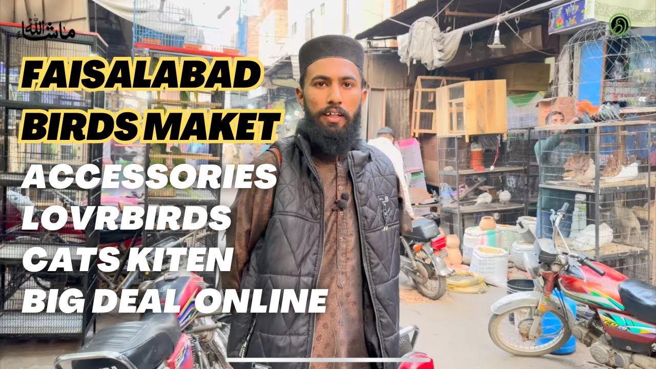 Friday💯bird’s market😳Update Jhung bazar Faisalabad sub sy bari market🔥lovebirds all birds/Animal