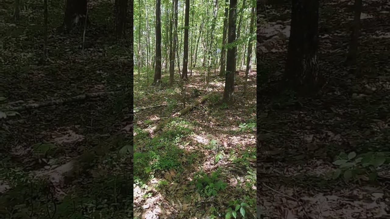shooting a tree with Milwaukee nail gun