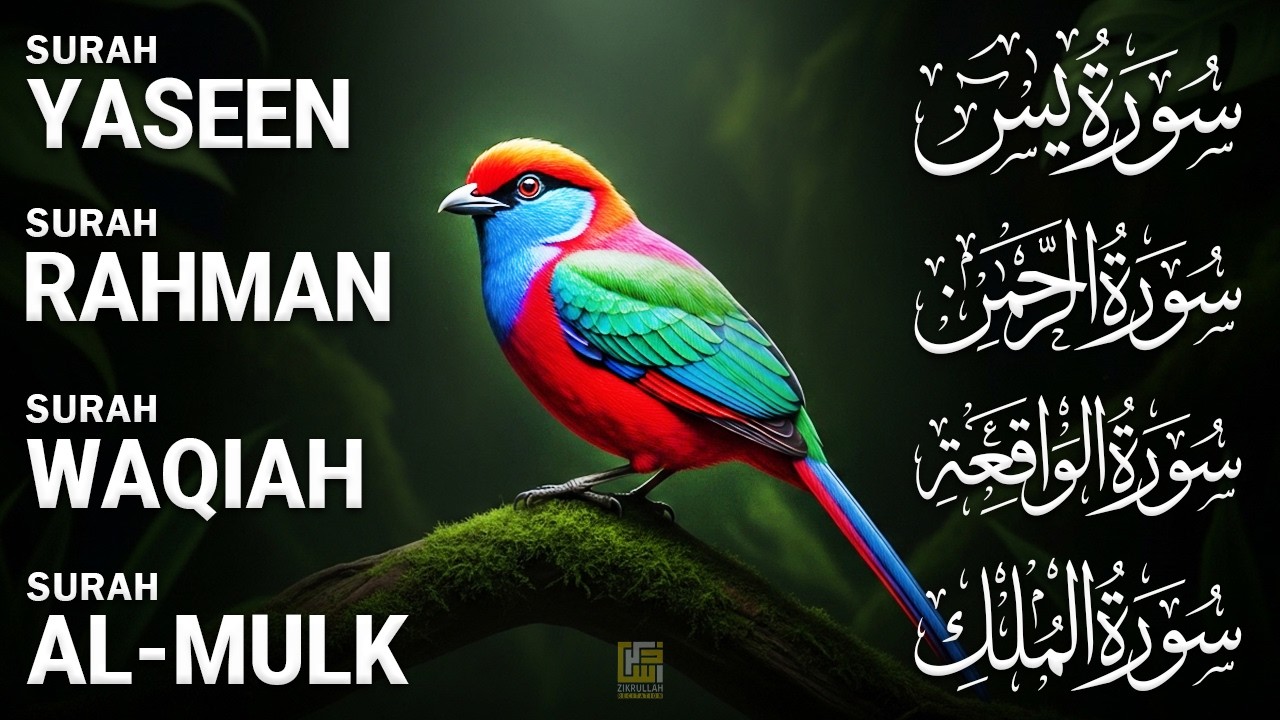 Quran Recitation | Surah Yaseen (Yasin) | Surah Rahman | Surah Waqiah | Surah Mulk | Zikrullah TV