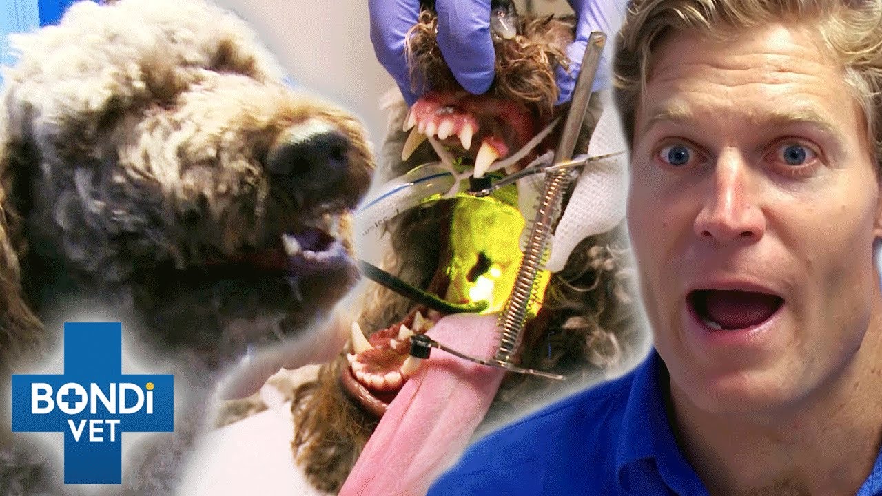 Dog Has Explosive Sneezing Attacks That Leave Vet Covered In Snot 😱 | Bondi Vet Clips | Bondi Vet