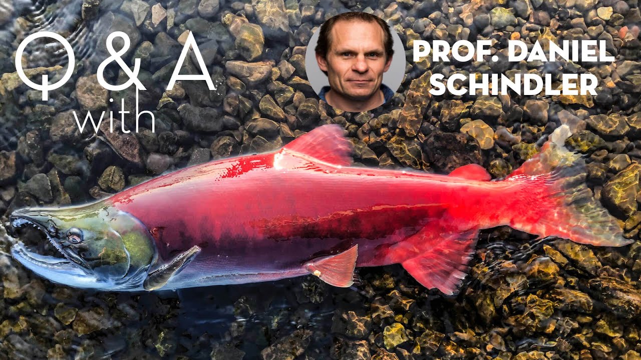 Q&A with Prof. Daniel Schindler - The Alaska Salmon Program at the University of Washington