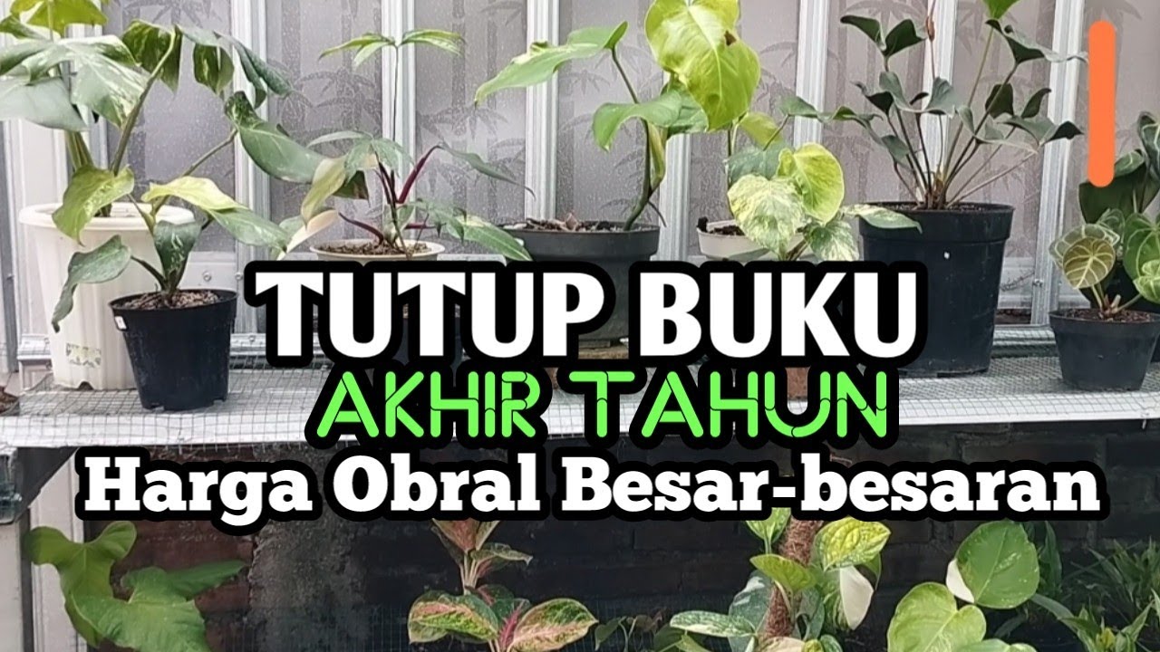 TUTUP BUKU AKHIR TAHUN,,,OBRAL MULAI 100 RIBU DAPAT 4,,,Anthurium, Monstera, Philodendron