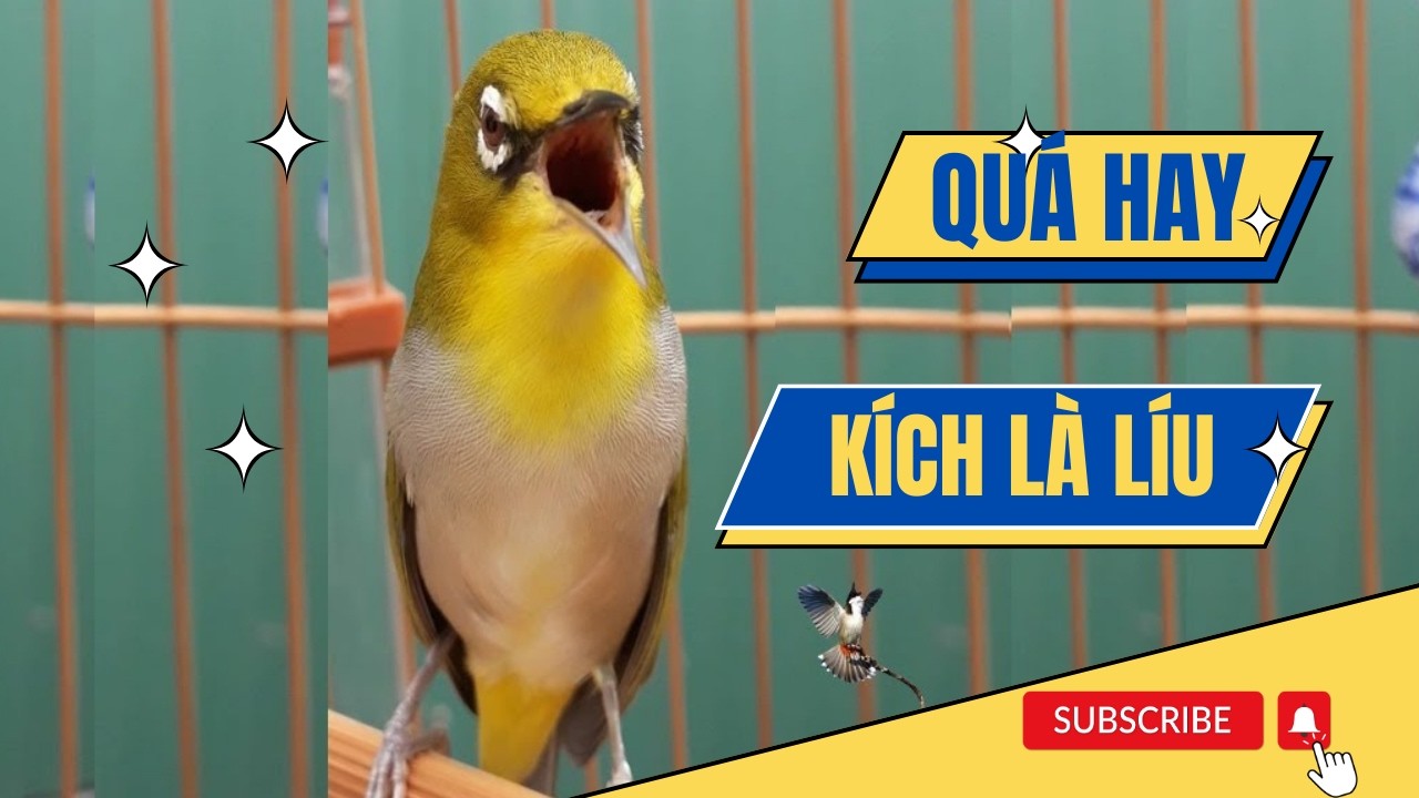 Ép Giọng Líu Choè Cho Khuyên Non 30 Phút Mỗi Sáng - Hiệu Quả Sau 1 Tháng Mùa Chim Non