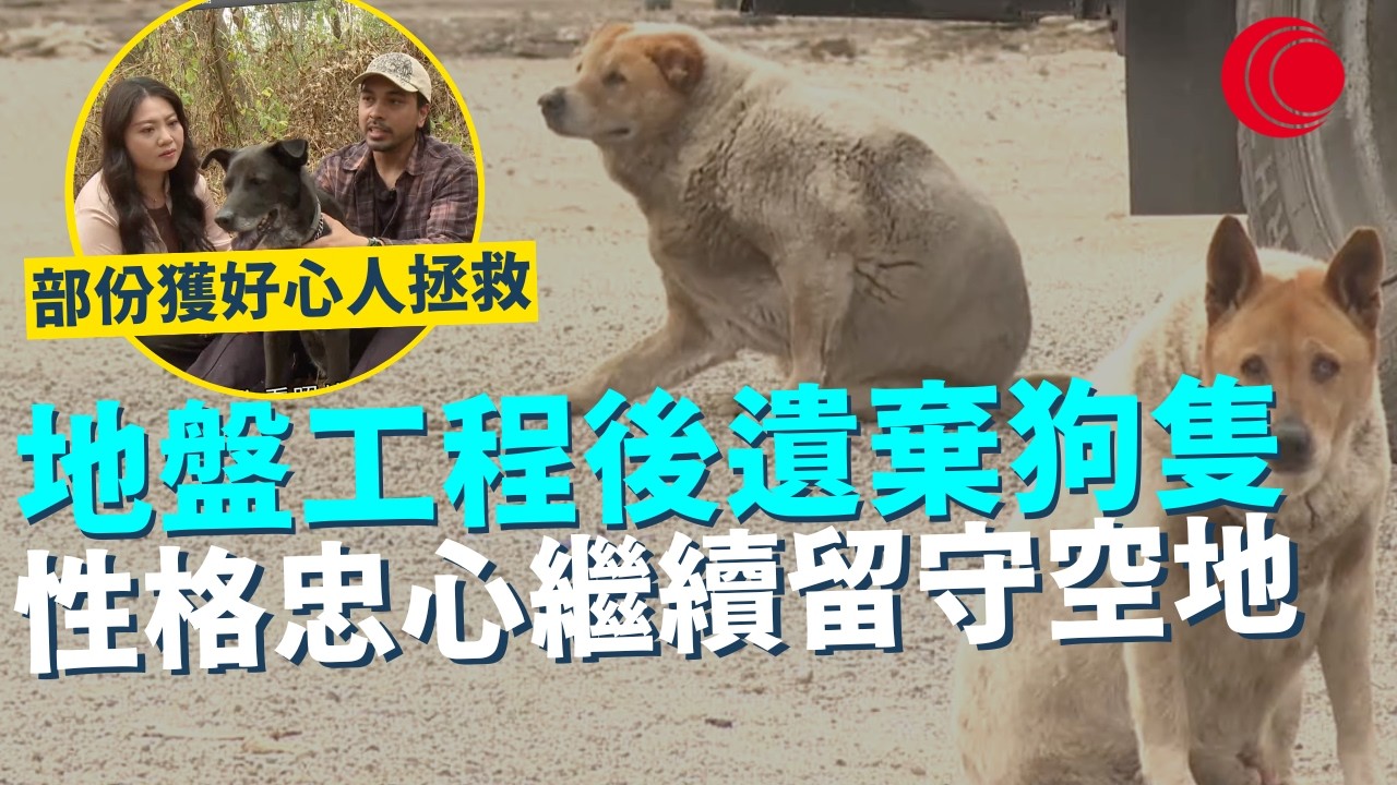 一線搜查｜地盤工程後遺棄狗隻 性格忠心繼續留守空地 火車倉情況嚴峻 部份獲好心人拯救 開始全新生活｜958集｜有線新聞 余琦琪｜#一線搜查｜HOYTV 77台 #HOYTV #開電視 ＃HOY