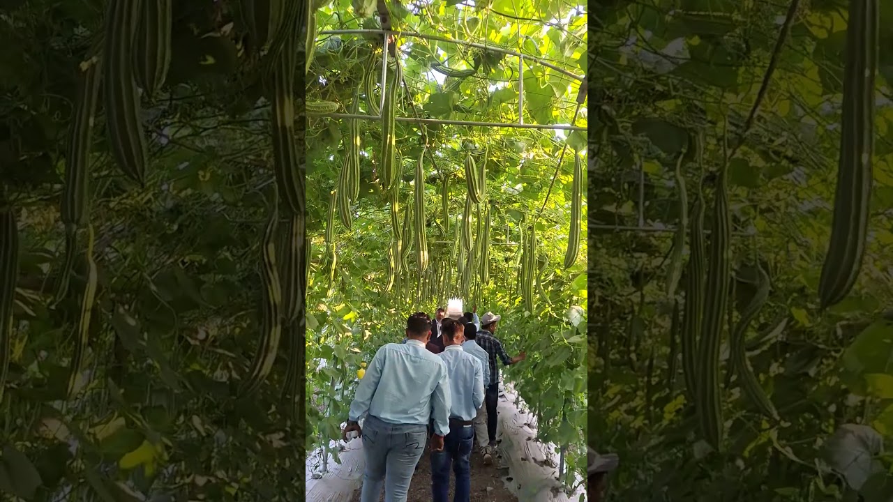 নতুন পদ্ধতিত জিকা খেতি....