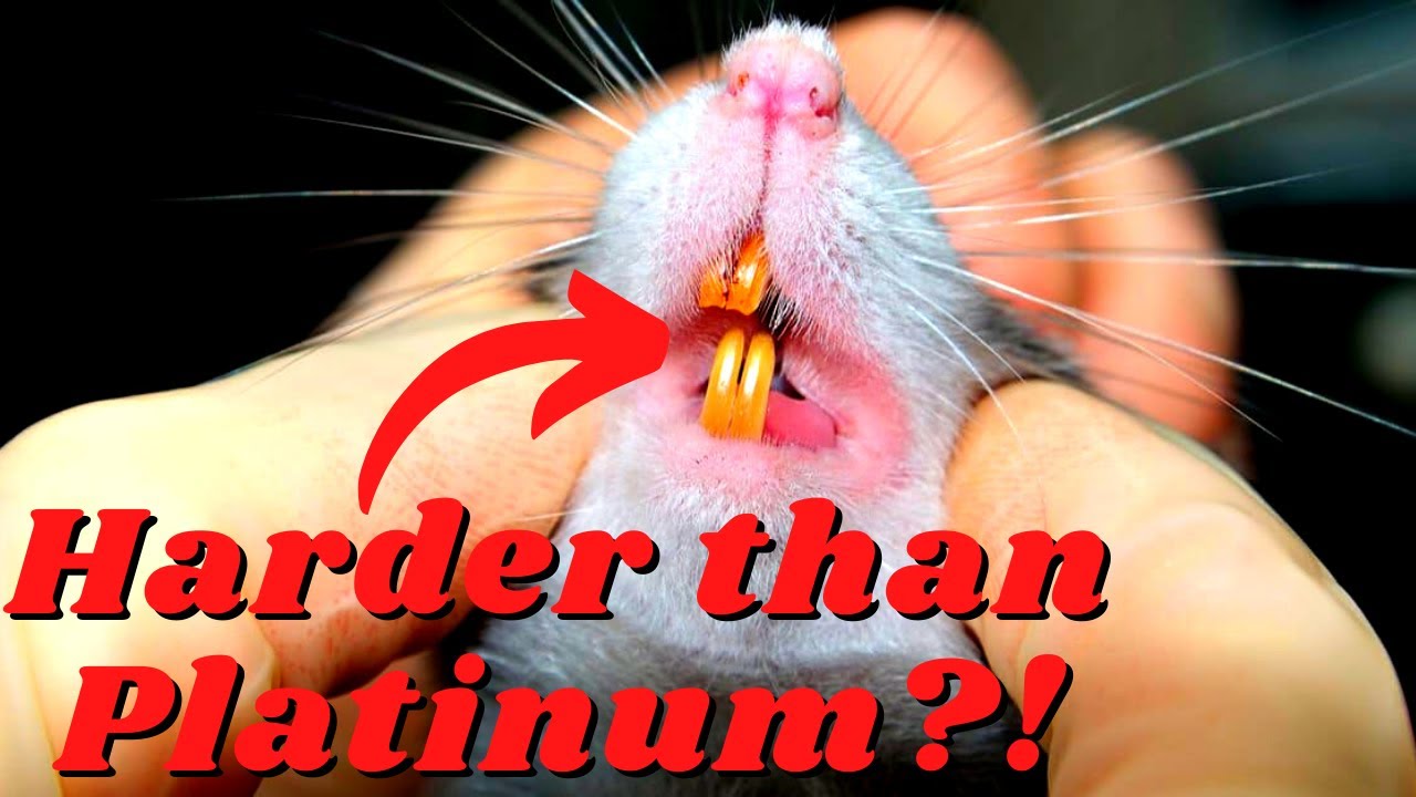 Rat Teeth: 7 Fascinating Facts That You Should Know