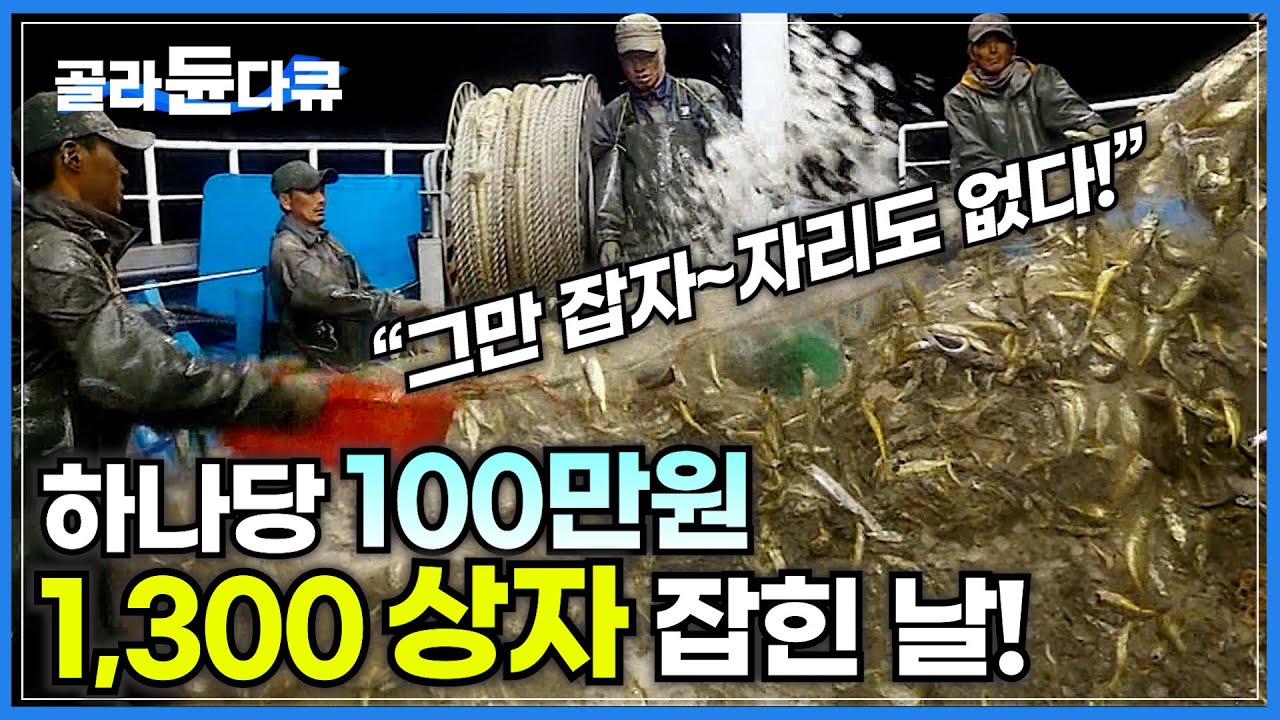 운수대통! 한 상자에 100만원을 호가하는 '국민 생선'을 1,300 박스나 잡았다│너무 많이 잡혀서 잠도, 밥도 다 포기한 선원들│국민생선 참조기│극한직업│#골라듄다큐