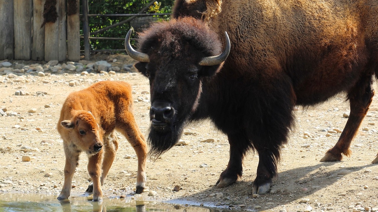 American Bison family with a cute baby come to drink