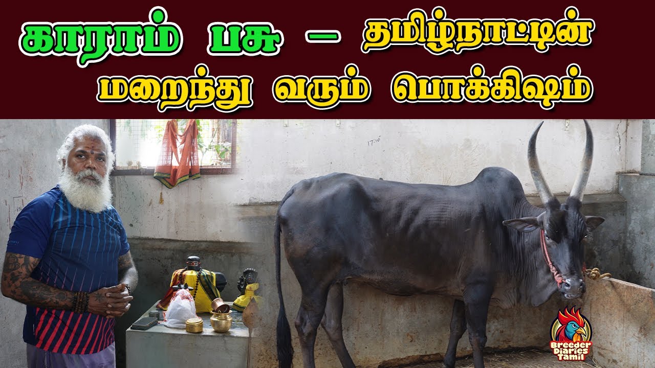 காராம் பசு – தமிழ்நாட்டின் மறைந்து வரும் பொக்கிஷம் | அரிய பேட்டி #காராம்பசு #Karambasu #youtube