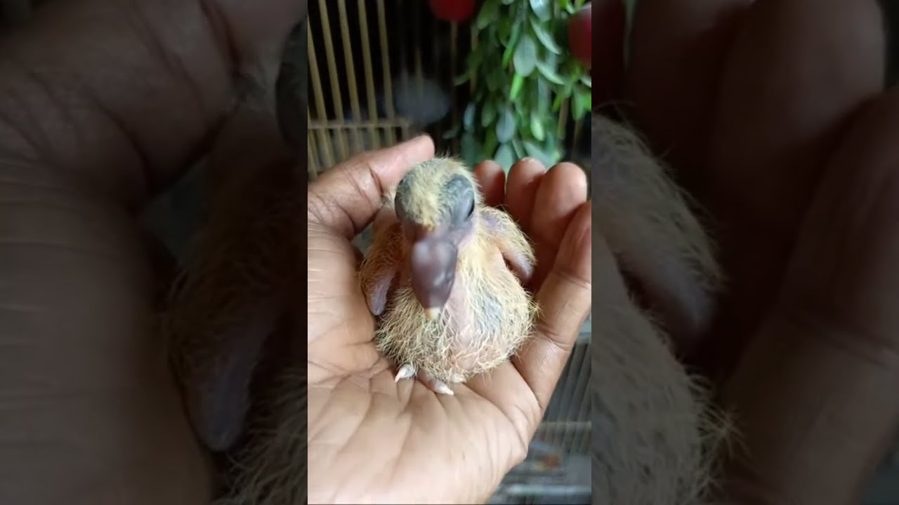 Pigeon status ❤️🕊️ #pigeon farm video#uk pigeon loft#small pigeon loft pigeon lover#pigeon treatment