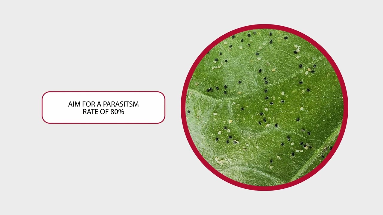 How to use Encarsia Formosa