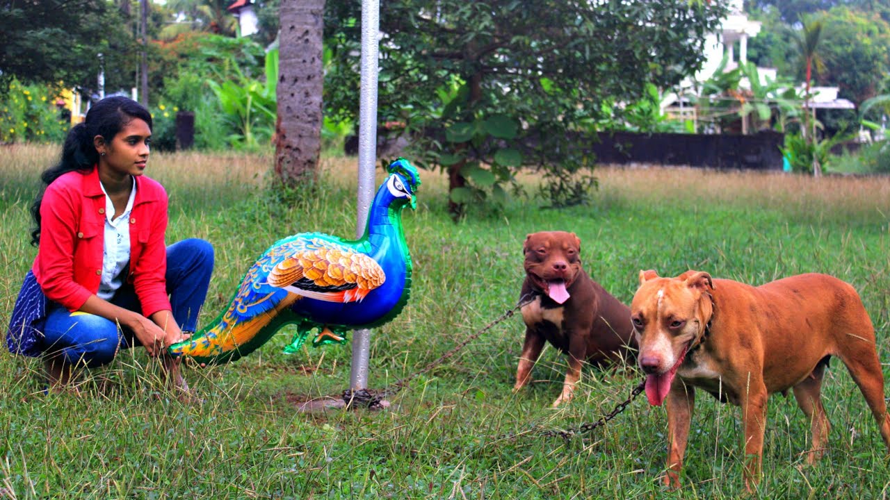 മയിലിന്റെ മുന്നിൽ pittbull മുട്ടുമടക്കി 👀🦍😲 pittbull attack