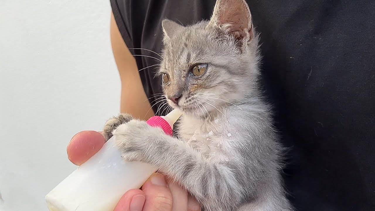 18-Week-Old Abandoned Kitten Won’t Let Go of His Milk Bottle 🍼
