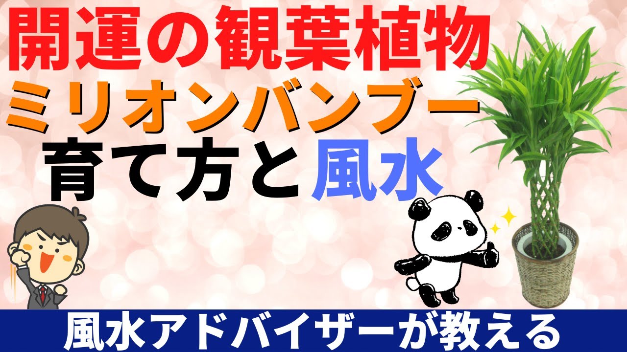 ミリオンバンブーの育て方マニュアルと風水のお話し