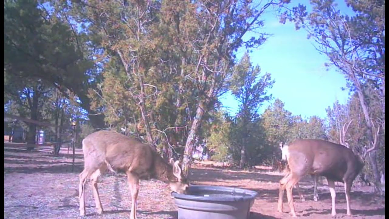 Mule Deer Buck Takes over Waterhole 