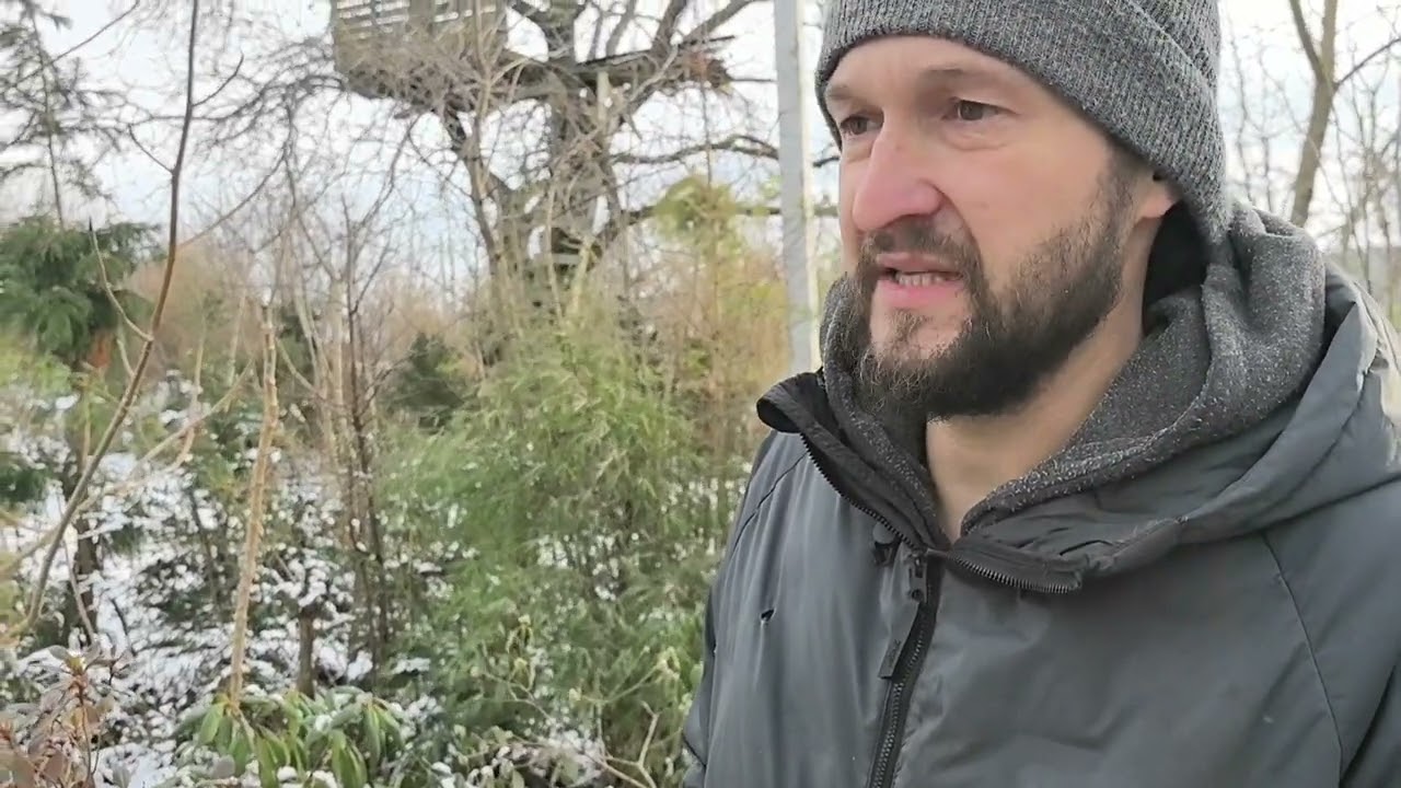 Моё мнение о создание уюта вечнозелеными деревьями