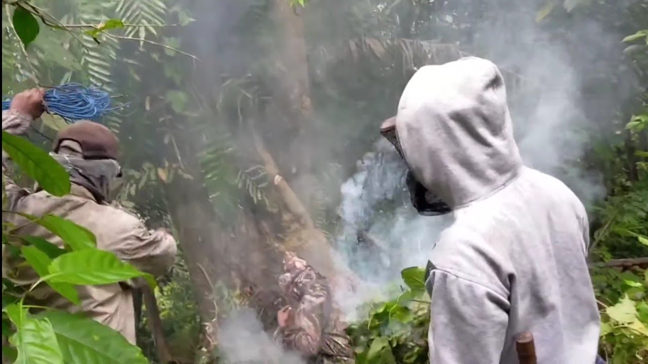 Panen madu di hutan lebahnya memberikan perlawanan.