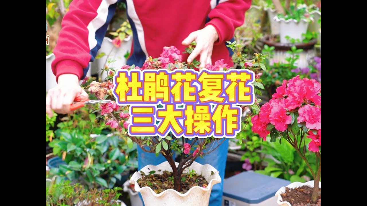 杜鹃花再次爆花，修剪详解 