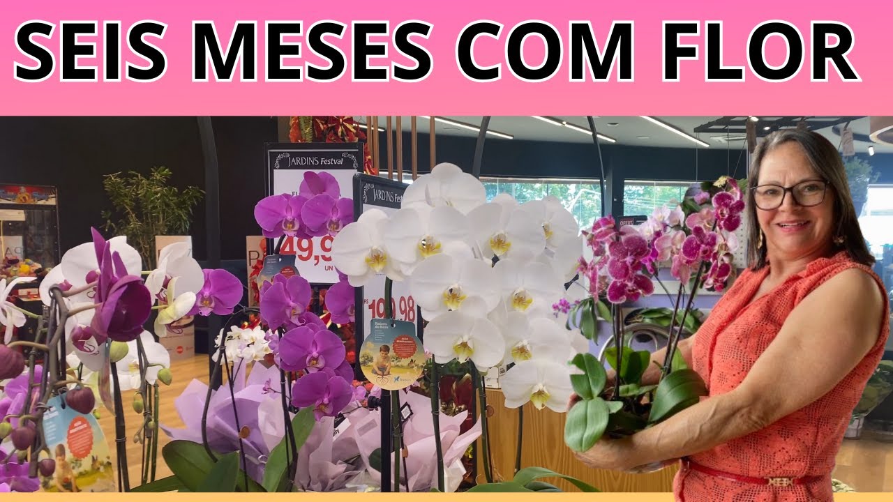 COMO  ESCOLHER E COMPRAR PHALAEONOPSIS PERFEITAS   TRUQUES QUE NINGUEM TE CONTA
