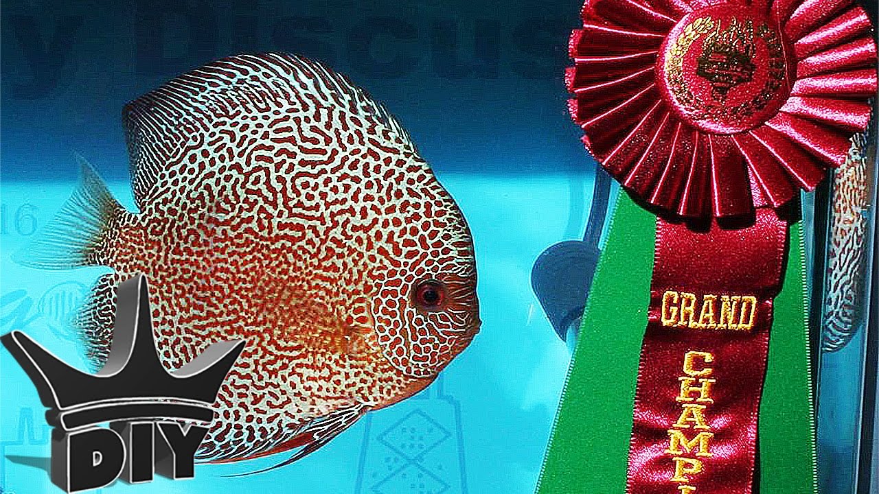 DISCUS GRAND CHAMPION!!