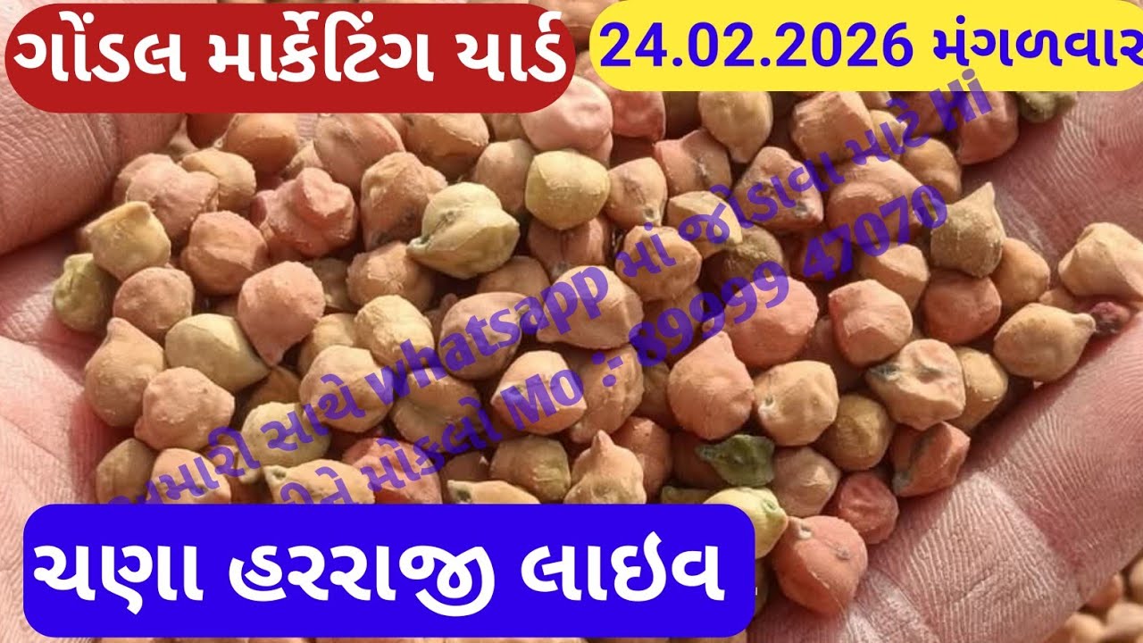 નવા ચણાના બજાર ભાવ ગોંડલ નવા ચણાના ભાવ ગોંડલ આજના ચણાના ભાવ ગોંડલ માર્કેટિંગ યાર્ડ 24.02.2026