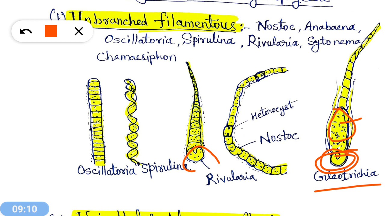 Cyanophyta - Cyanophyceae, Blue Green Algae, नीले हरे शैवाल