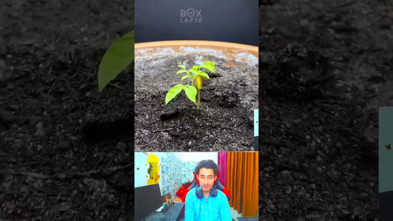 Star Fruit Timelapse 365 Days #shorts