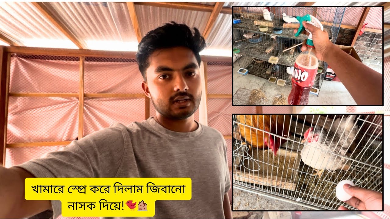 খামারে স্প্রে করে দিলাম জিবানু নাসক দিয়ে!🐦🏚️