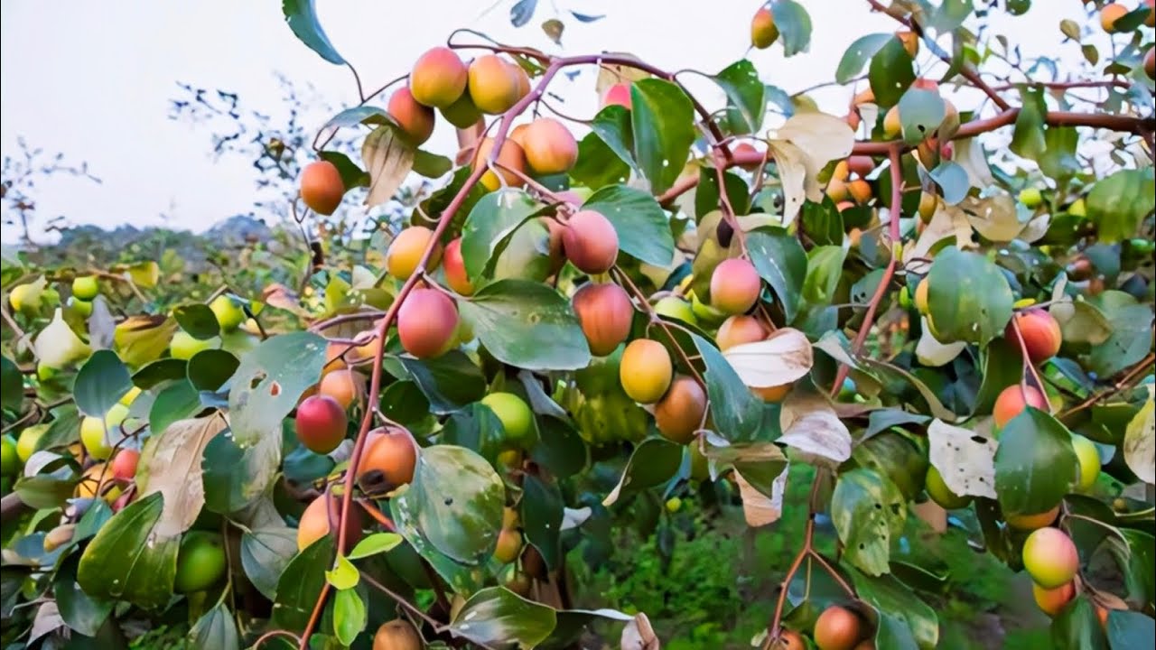  আপেল কুল পারতে গিয়ে মজা করলাম 