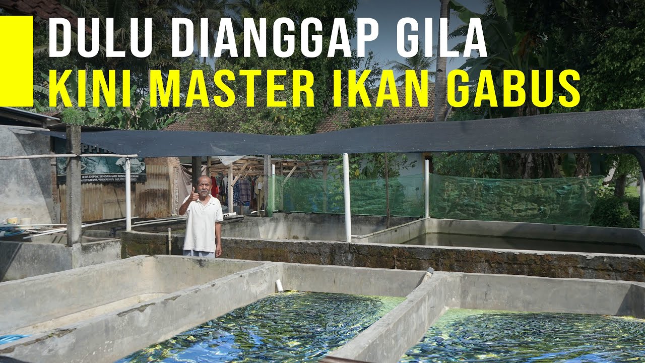 Peluang Usaha Ikan Gabus, Ikan Sejuta Manfaat dan Harga Jual Tinggi