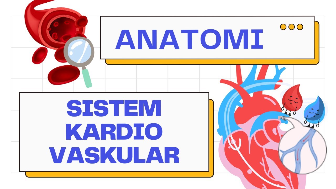 Anatomi Jantung (Dinding, Atrium & Ventrikel, Vaskularisasi Coronary) | Sistem Kardiovaskular 101