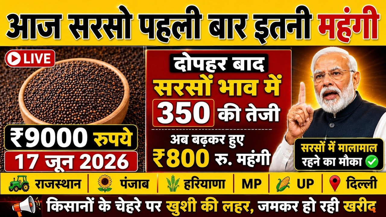 Mustard Price Surge | Mustard Price Today, June 17, 2026 | ₹350 Jump in Mustard Prices After Noon...