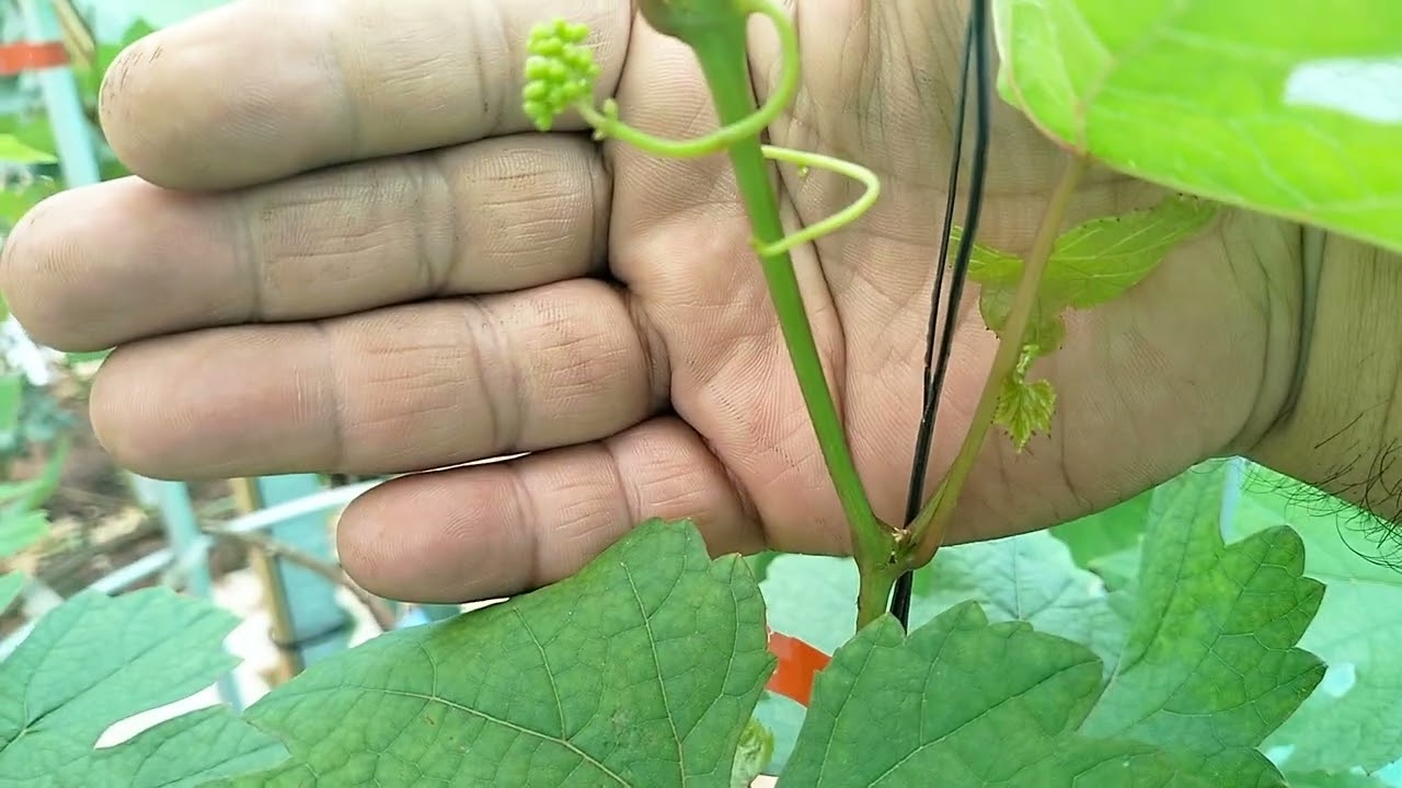 3 varian anggur (gosv, dixon, heliodor) usia 7 smp 14 HSP (utk tersier baru) mulai SPROUT/TRUBUS