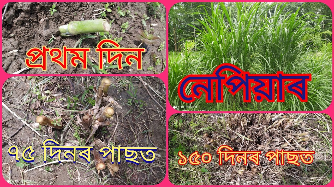 #napier #napiergrass 8638035590 নেপিয়াৰ ঘাঁহ কেনেকৈ ৰুব লাগে সবিশেষ তথ্য. Grass for cow and goat l