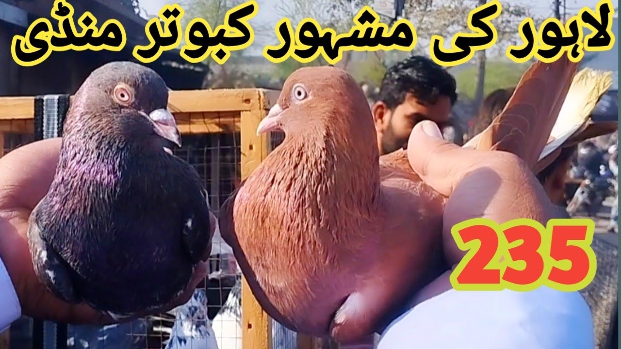 235) Lari adda kabootar mandi || lahore sunday birds market || new update price??